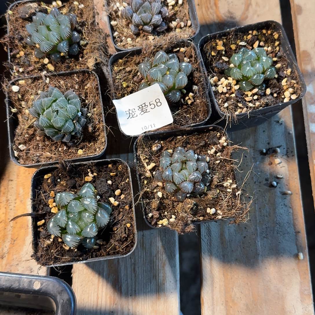 直播福利一物一拍58