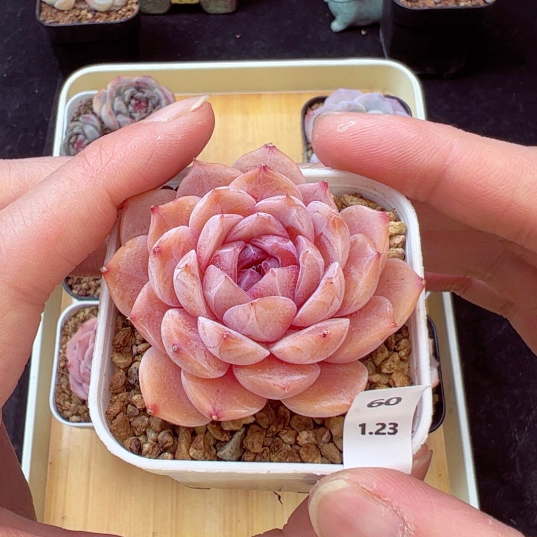 寒桃60、哈哈哈哈