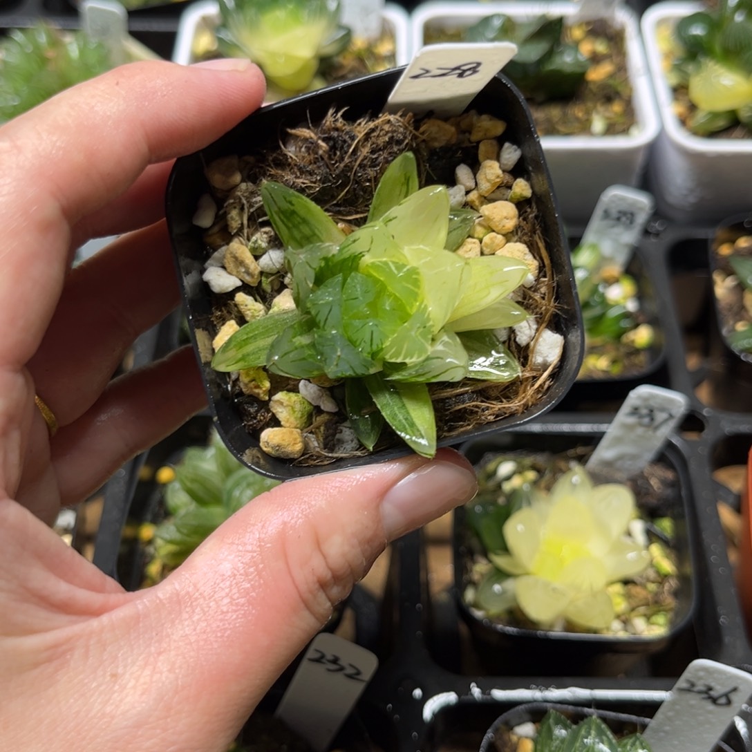 228龙鳞玉露锦一物一拍