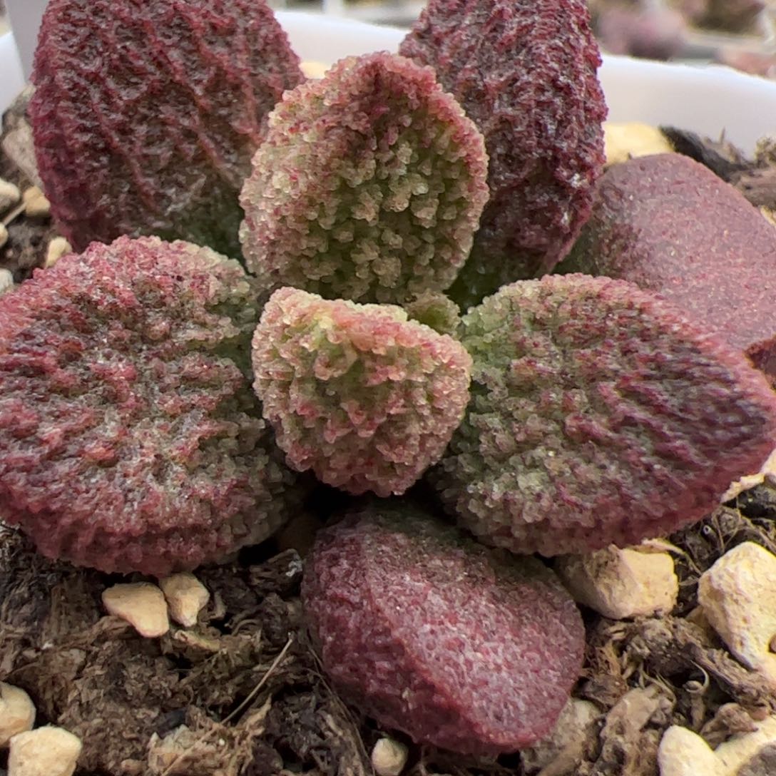 实生新品整颗多肉植物水泡