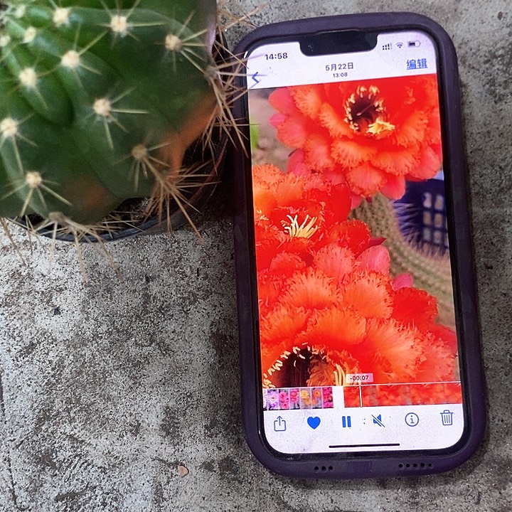 威尔刚仙人球，257890