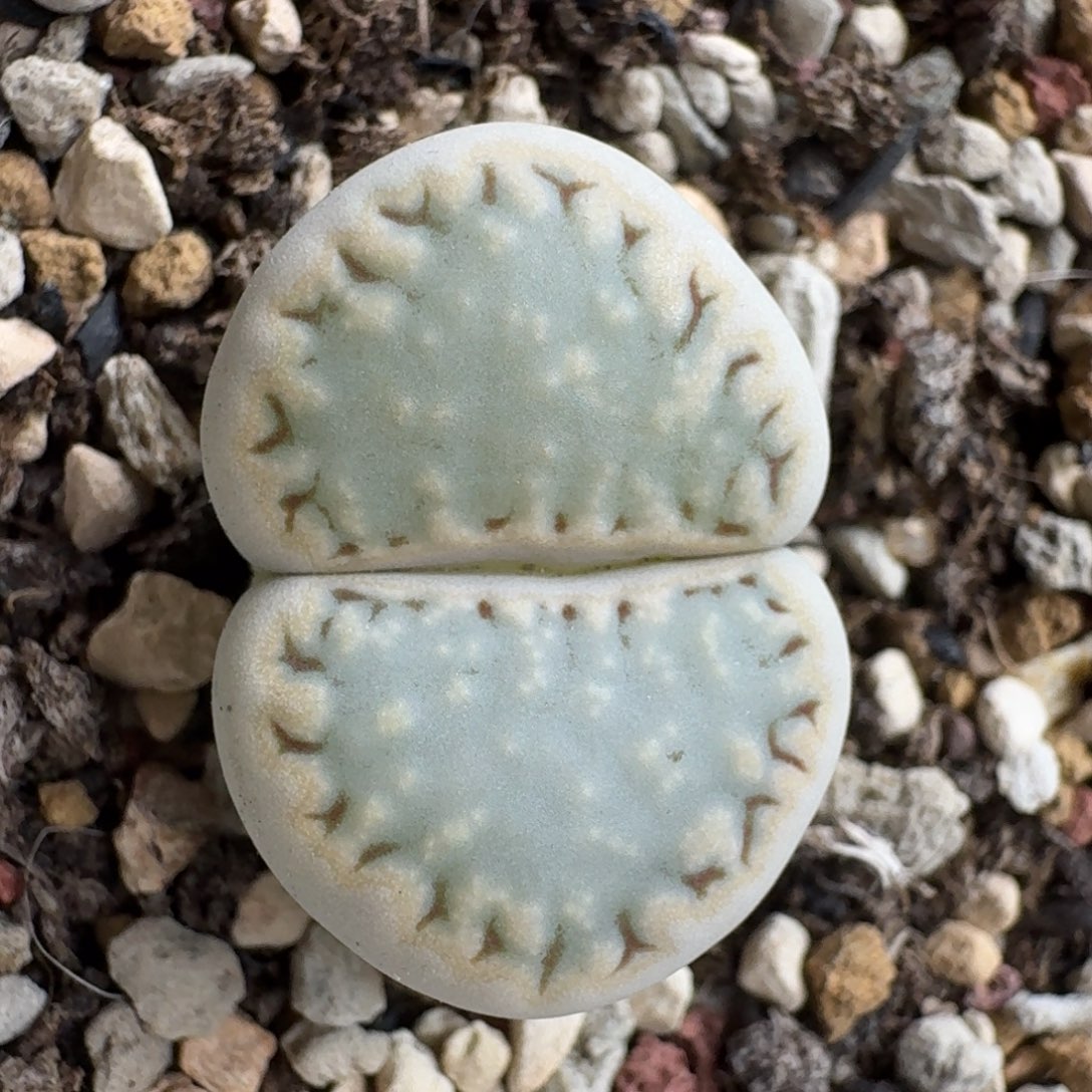 煮***茶0102-033饼干1621.6