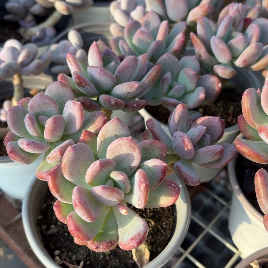 灰姑娘多肉整群11㎝盆