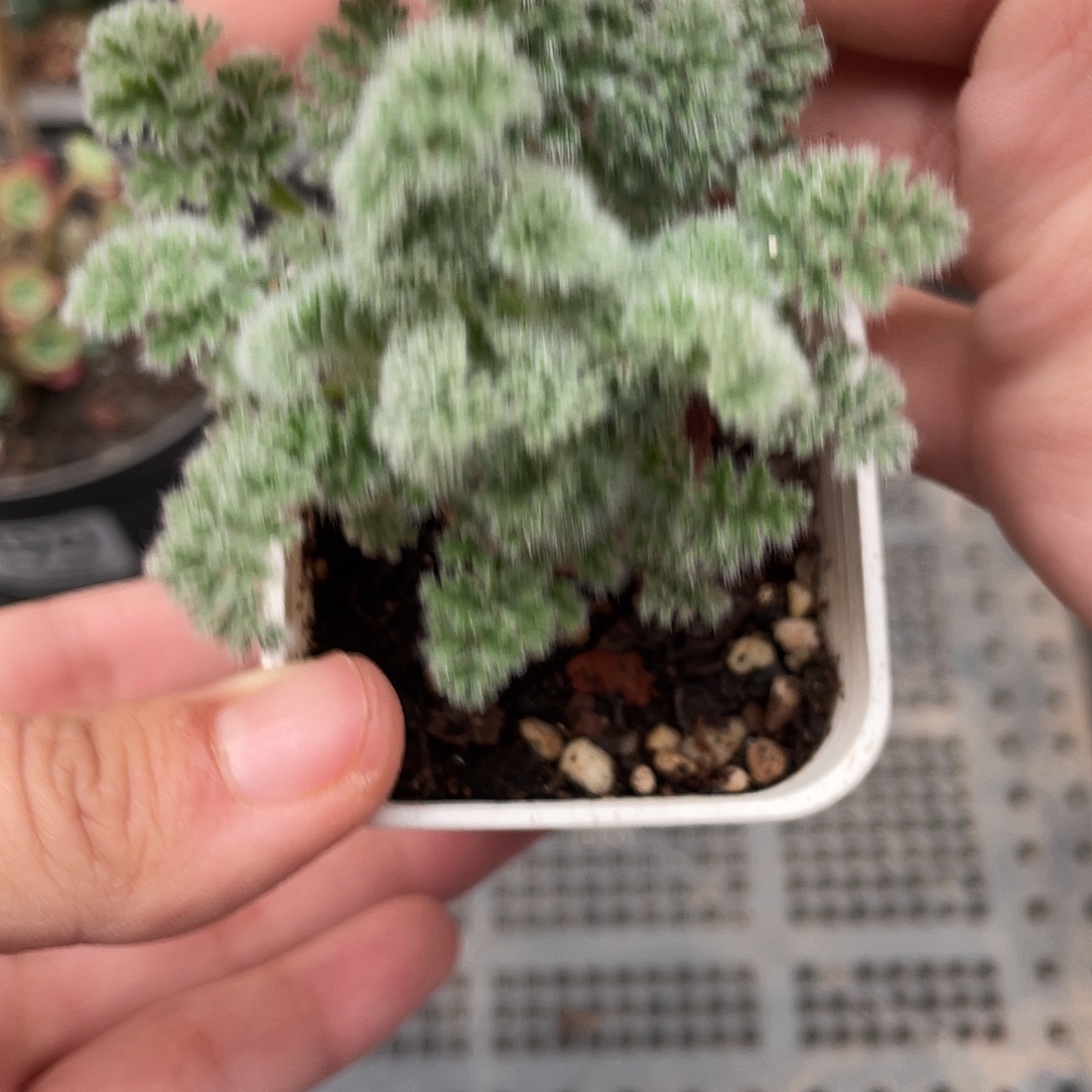 097羽叶洋葵（满18元包邮）