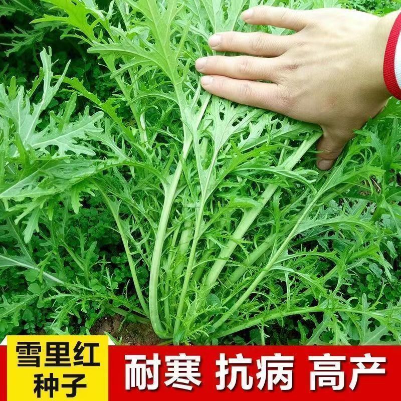 .**-，雪里蕻种子细叶雪里红农家雪菜籽春不老蔬菜种子排菜