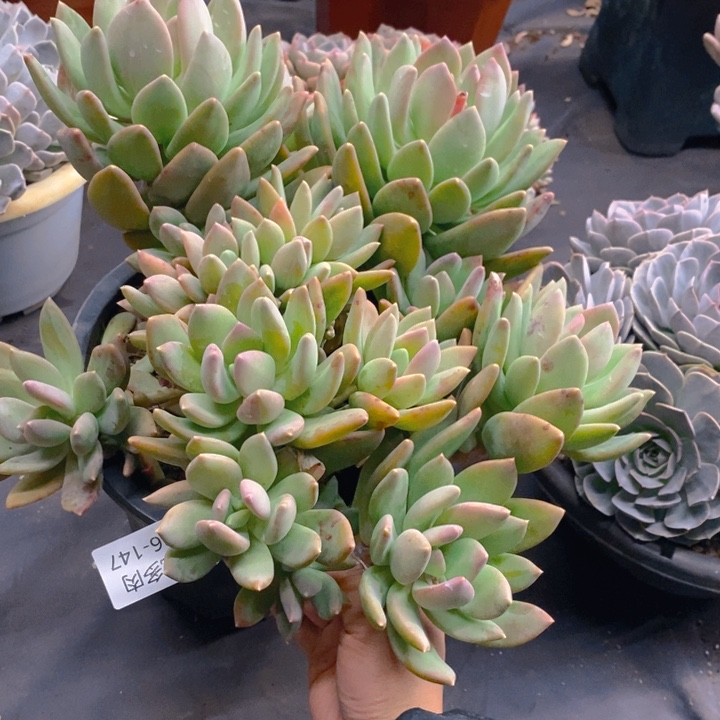 夏悦多肉 0226-147海洋之歌