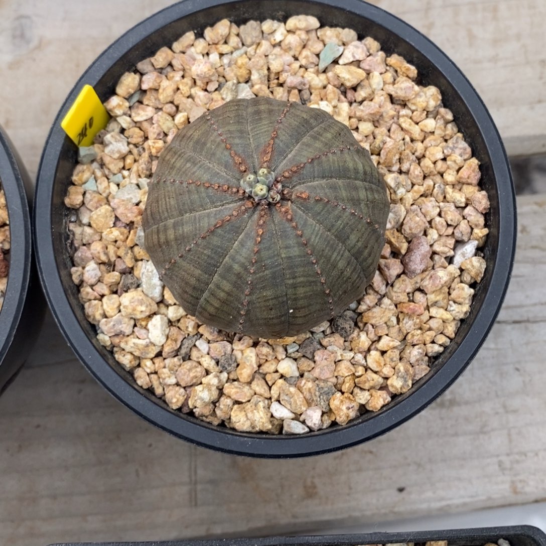 林***倩欧系实生布纹球多肉植物