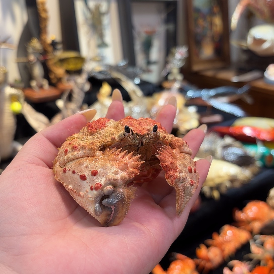 真实双角山羊馒头标本