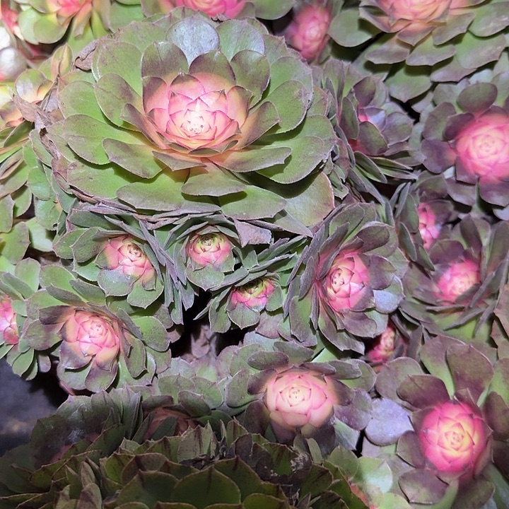 精品红太阳老桩亏本福利