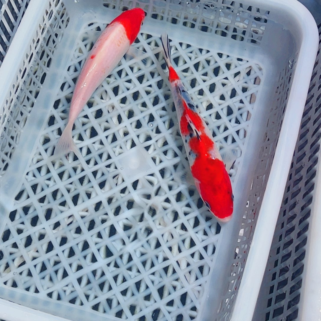 锦鲤锦鲤观赏鱼1111