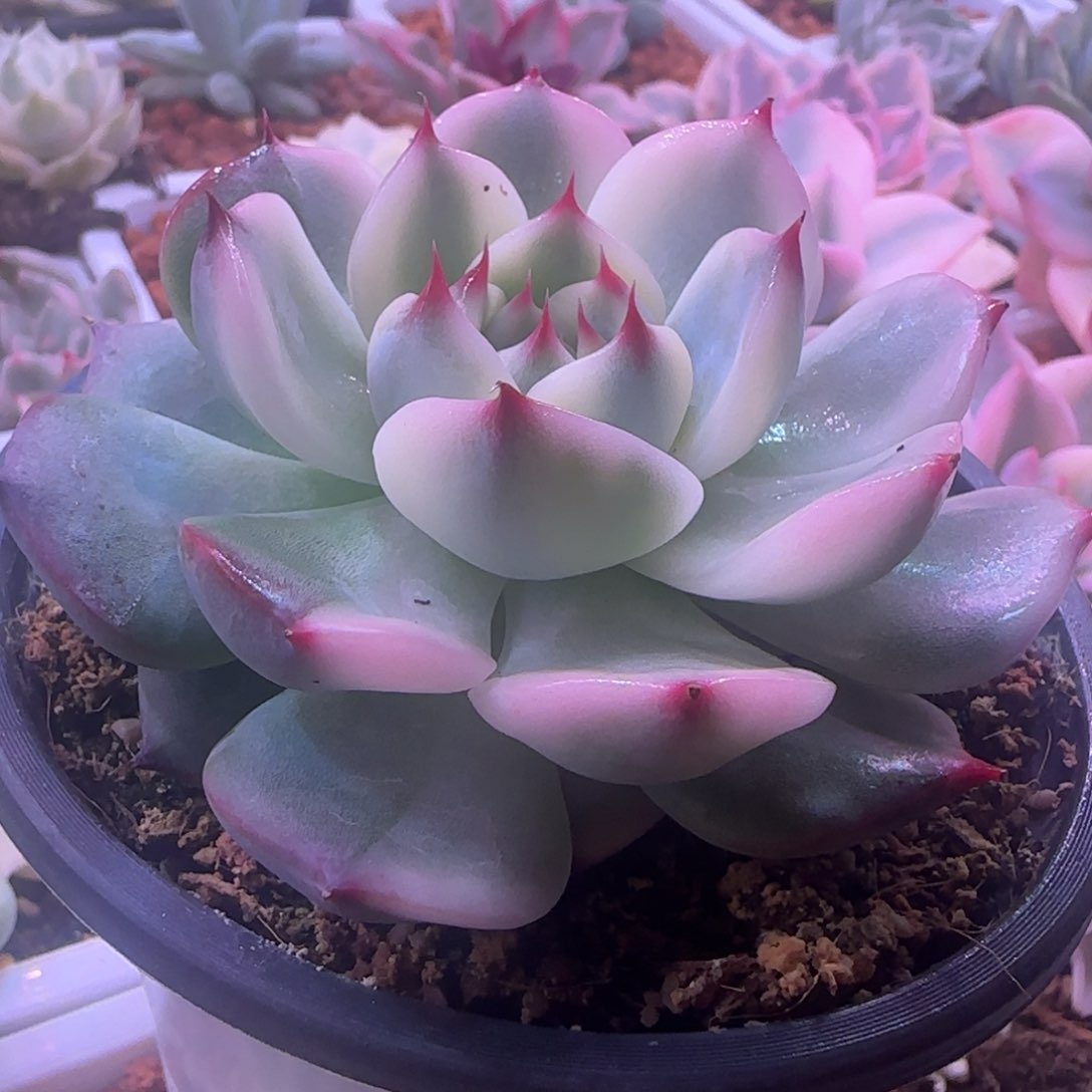 吉娃娃锦 58 多肉 植物