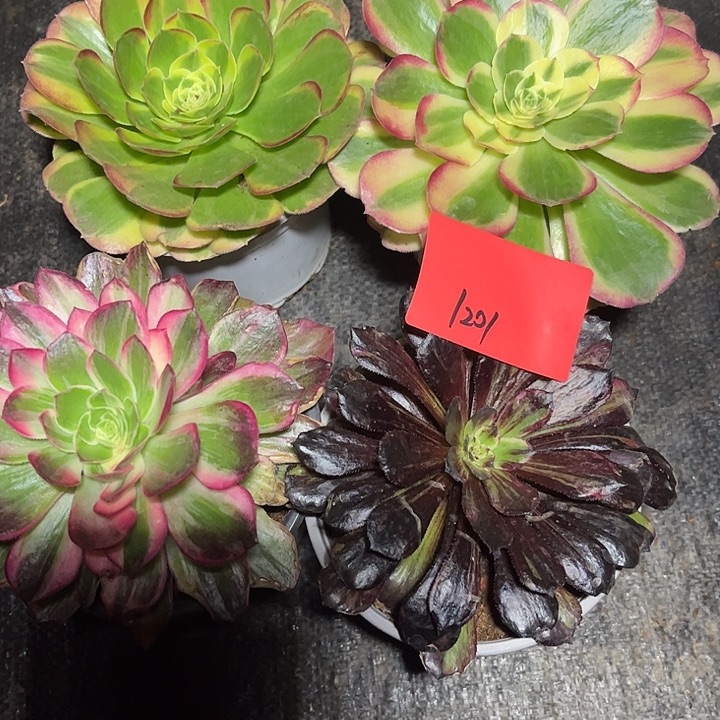 4颗多肉植物保护1201
