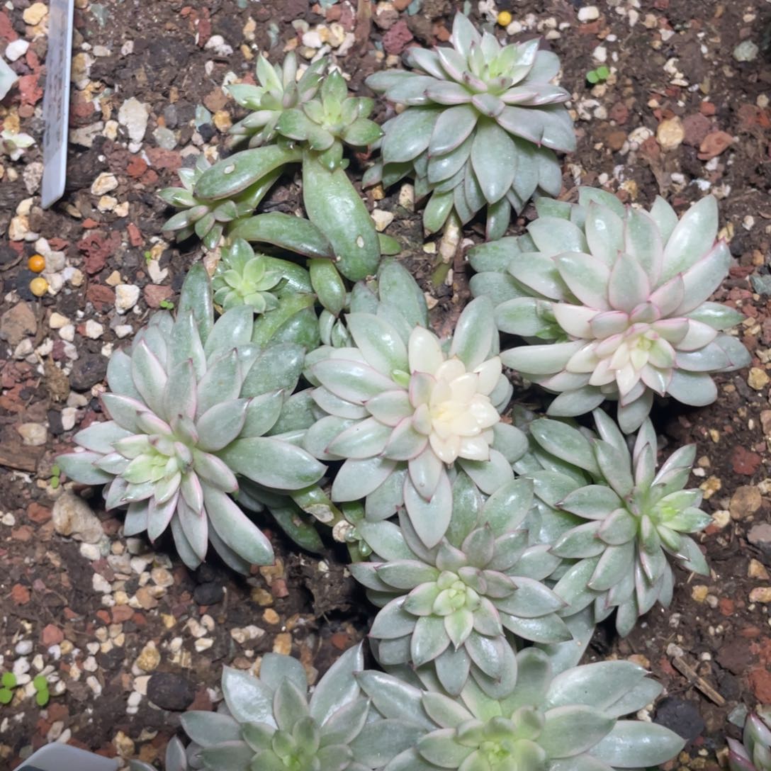 多肉植物多肉植物0269