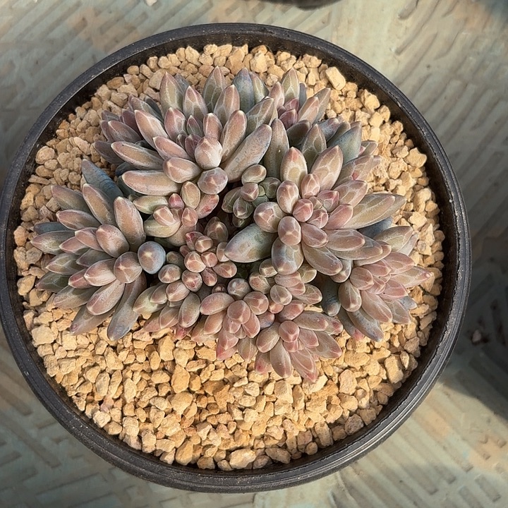 伊卡鲁斯整装无砍自然群