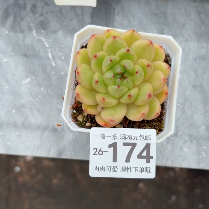 莱拉多肉无盆土发货无