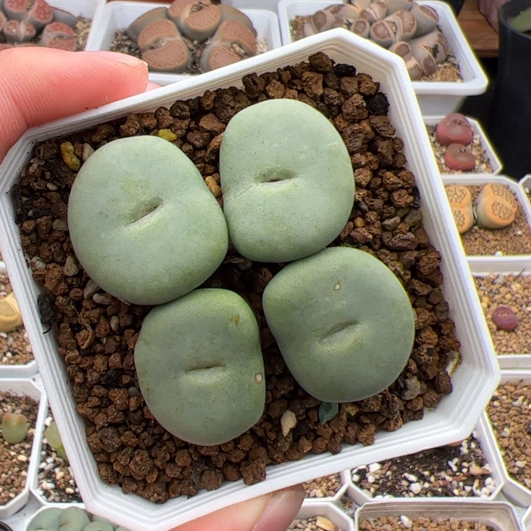 0690号大饼 多肉植物