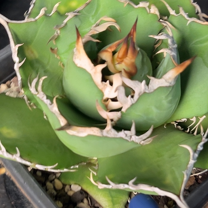 无花朵龙舌兰仁王冠南霸王