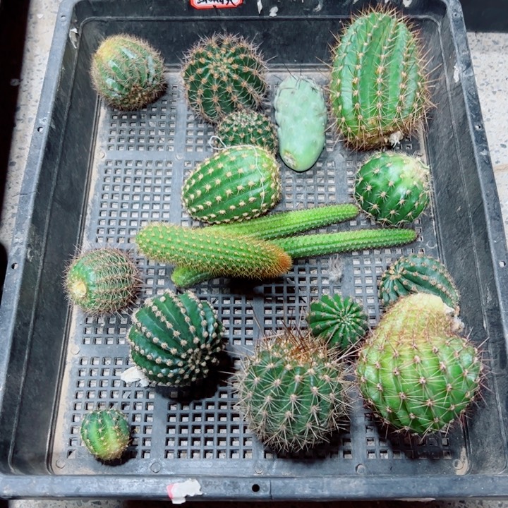 21框拍歪斑小无根侧芽无售后