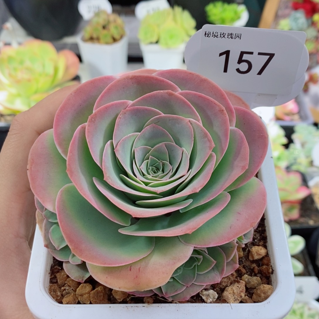 157若婳手捧花。