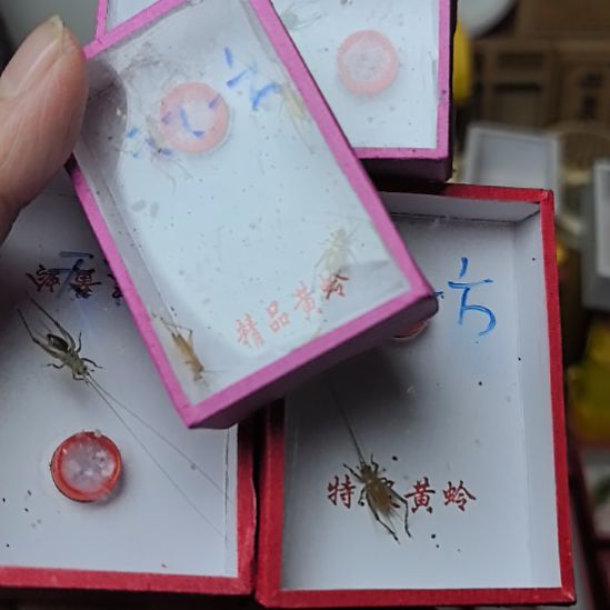 蟋蟀安徽大黄蛉二只长须加小黄