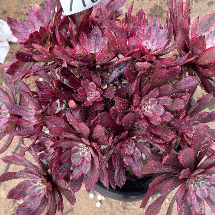 710多肉植物紫霞