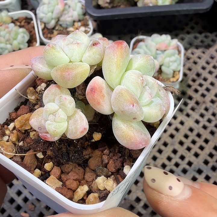 188 号到手1框一物一拍