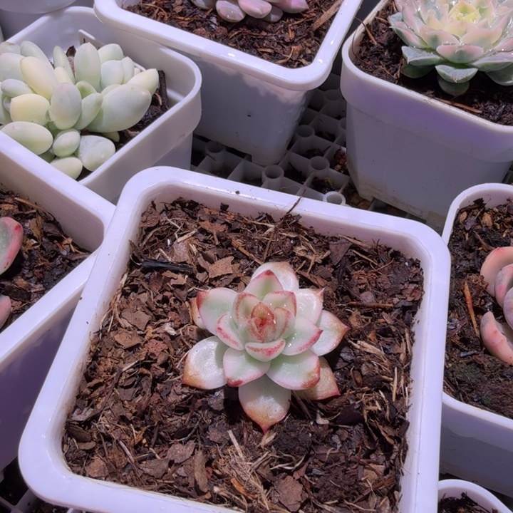 红石榴锦多肉植物