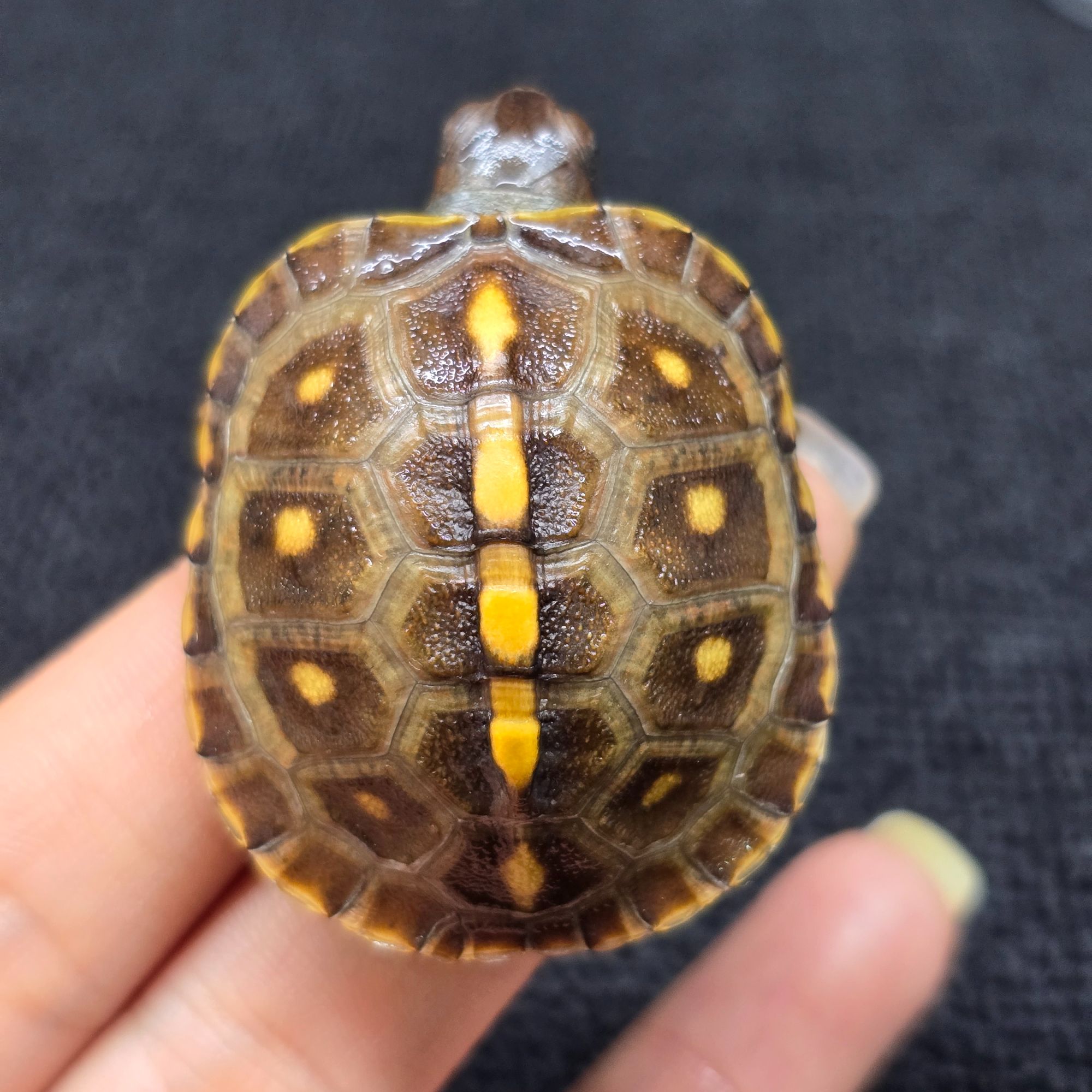 【顺丰包邮】一龟一卡人工合法养殖东部箱龟裙边增生活体宠物小乌龟