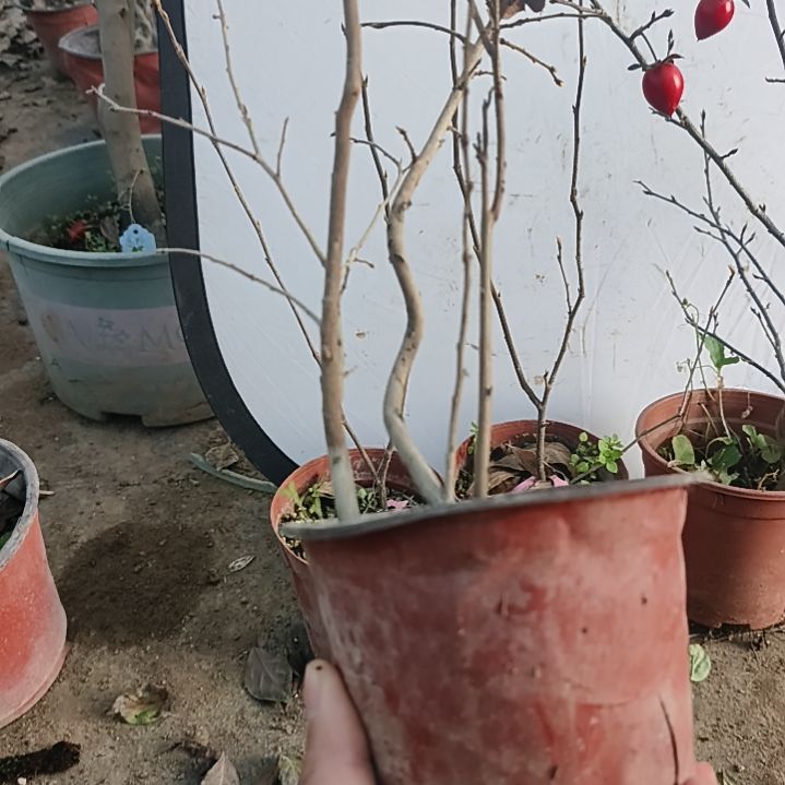 我***0完全开放花香红莲