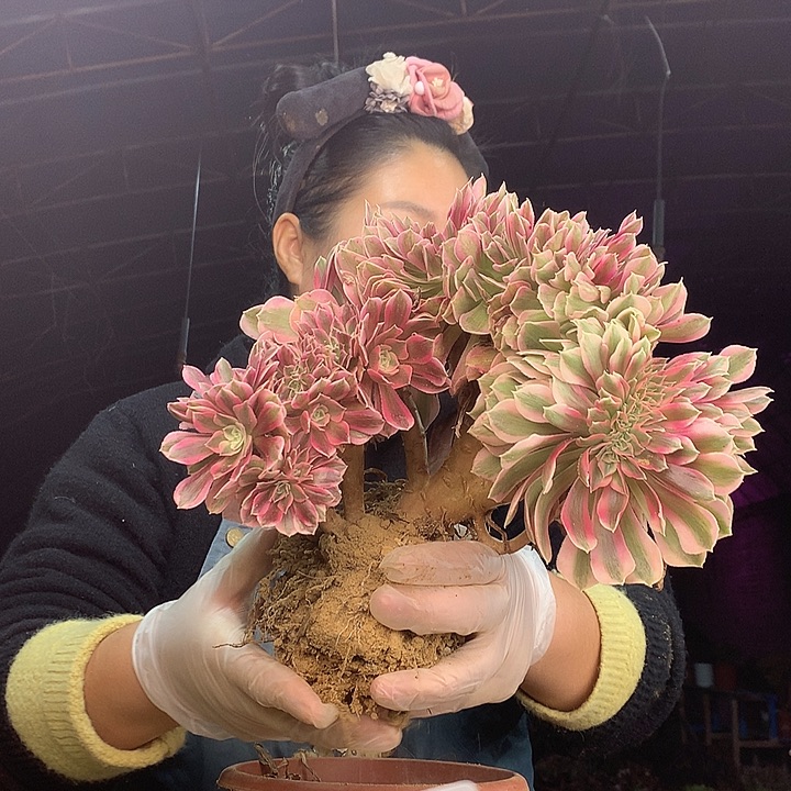 柒柒精品多肉脱土发货不包断侧枝S738