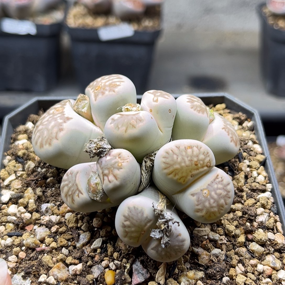 一物一拍菊母本2326