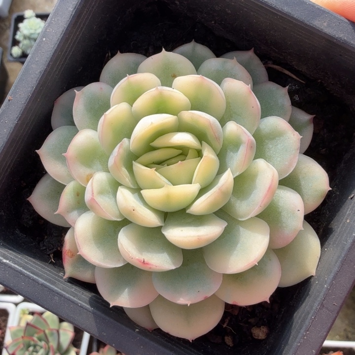 草莓冰锦模特多肉锦腹轮锦