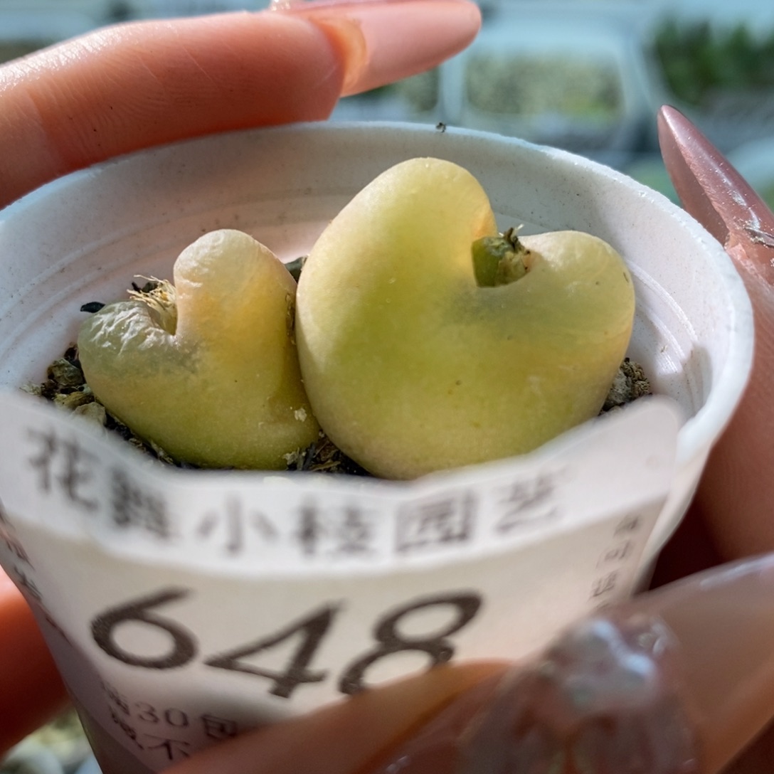 648双头毛1111111111111111