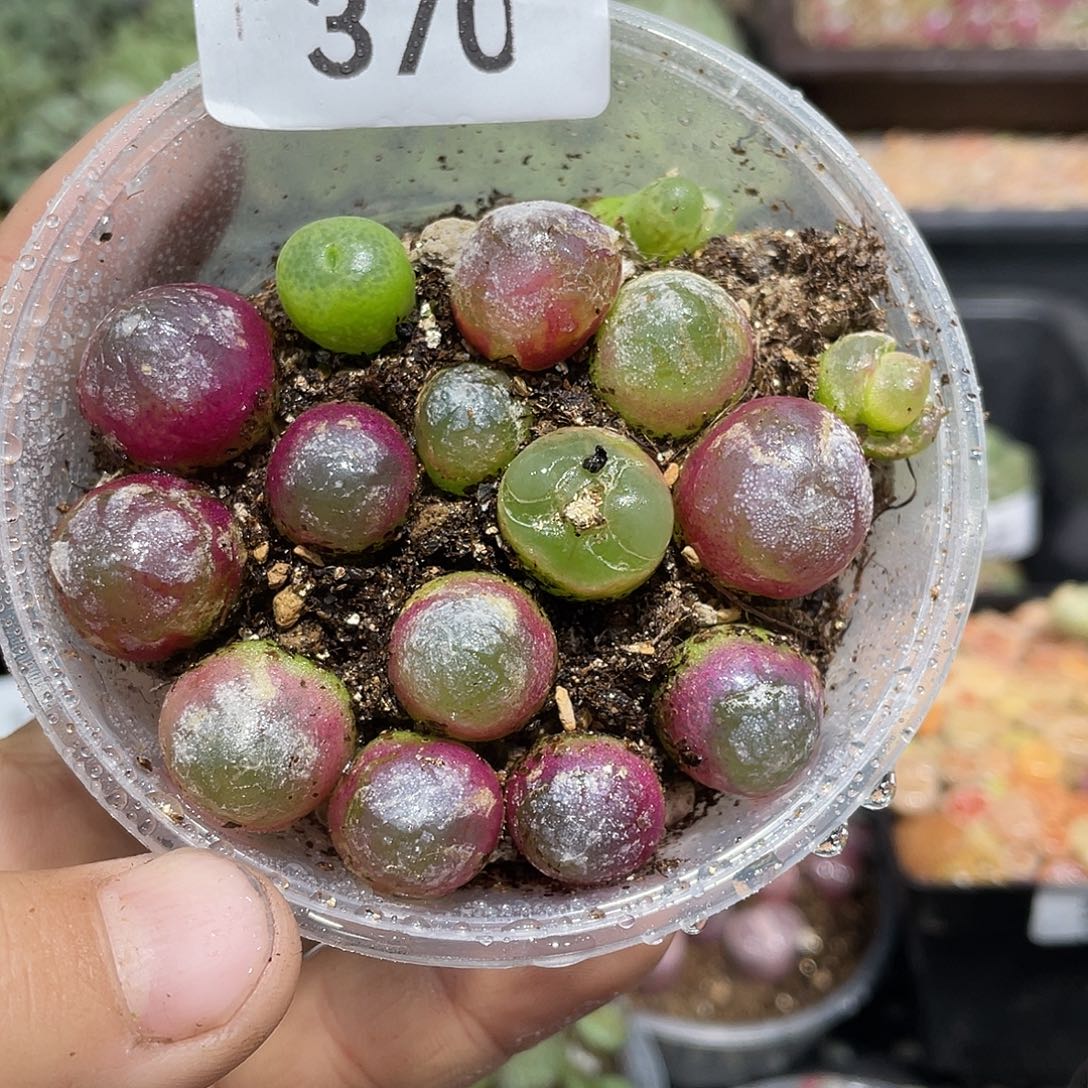 370当天凑满十八元包邮生石花