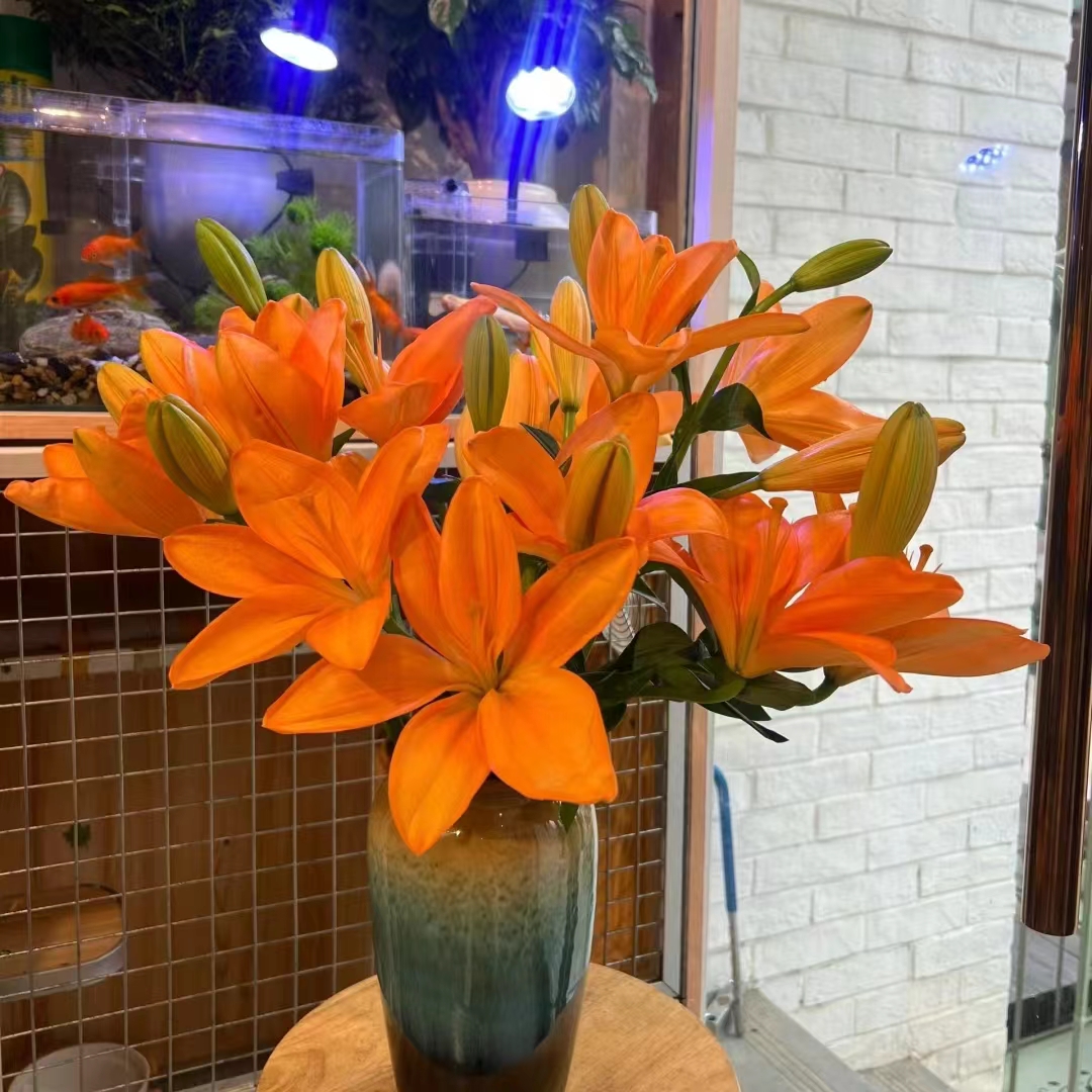 氧花季 多头橙色梦想亚百合 一单包邮 两单升级快递