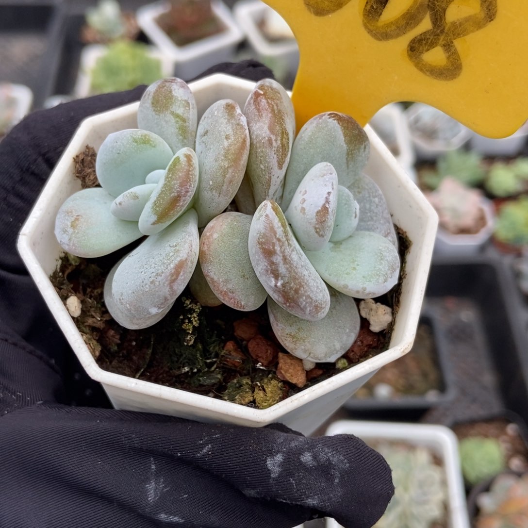 1608雪莲多肉植物