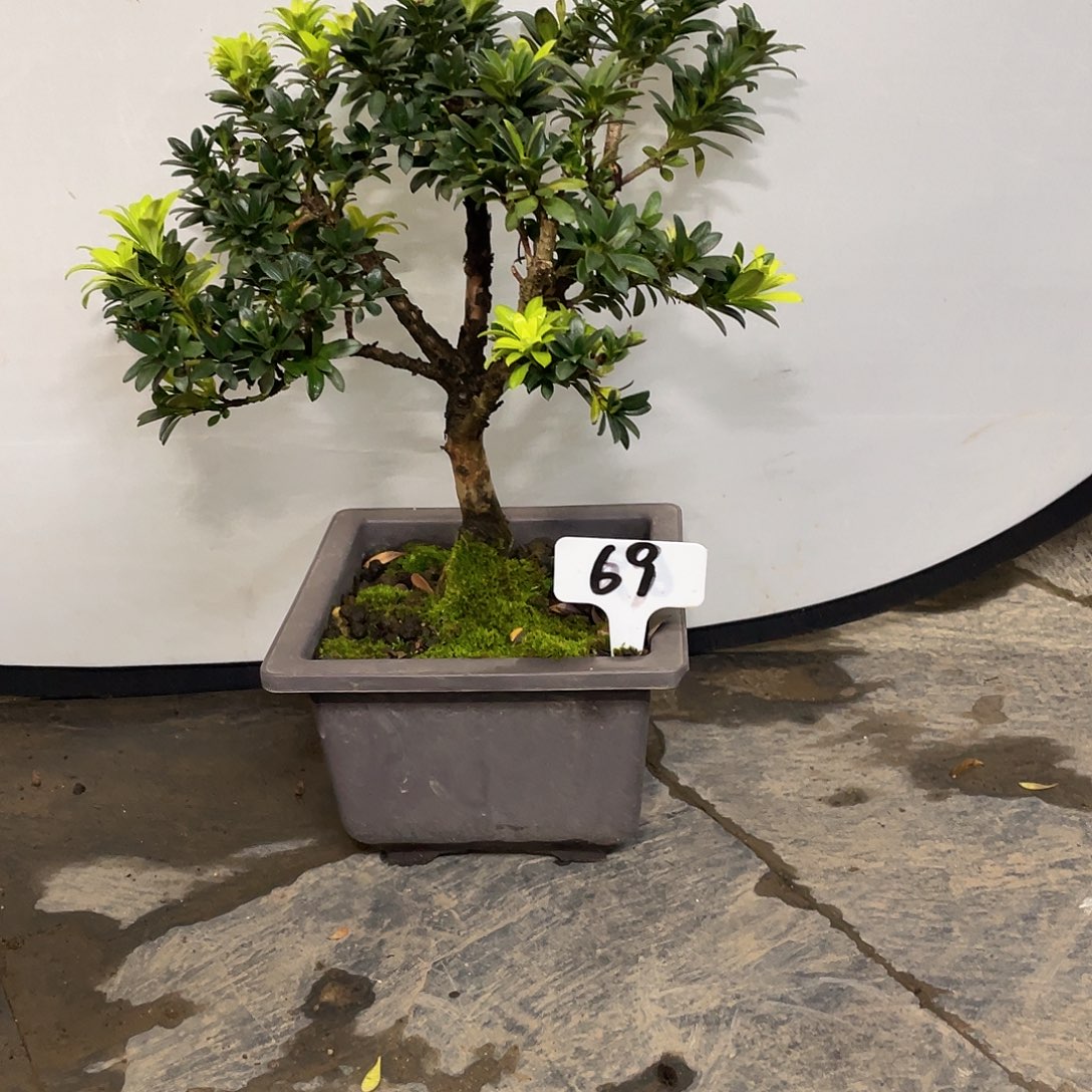 亨***家以实际为准罗汉松罗汉松