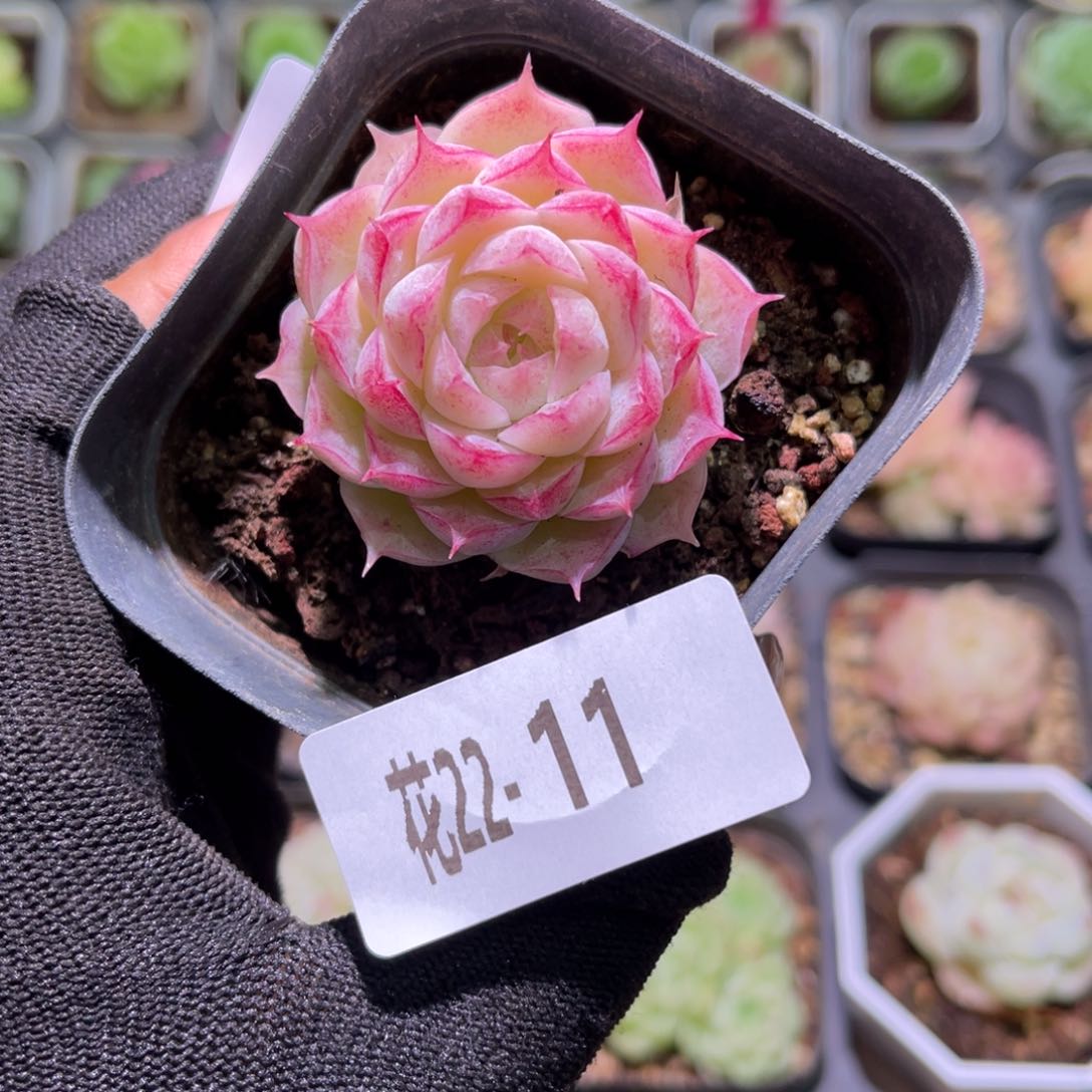 花22-11女王单头