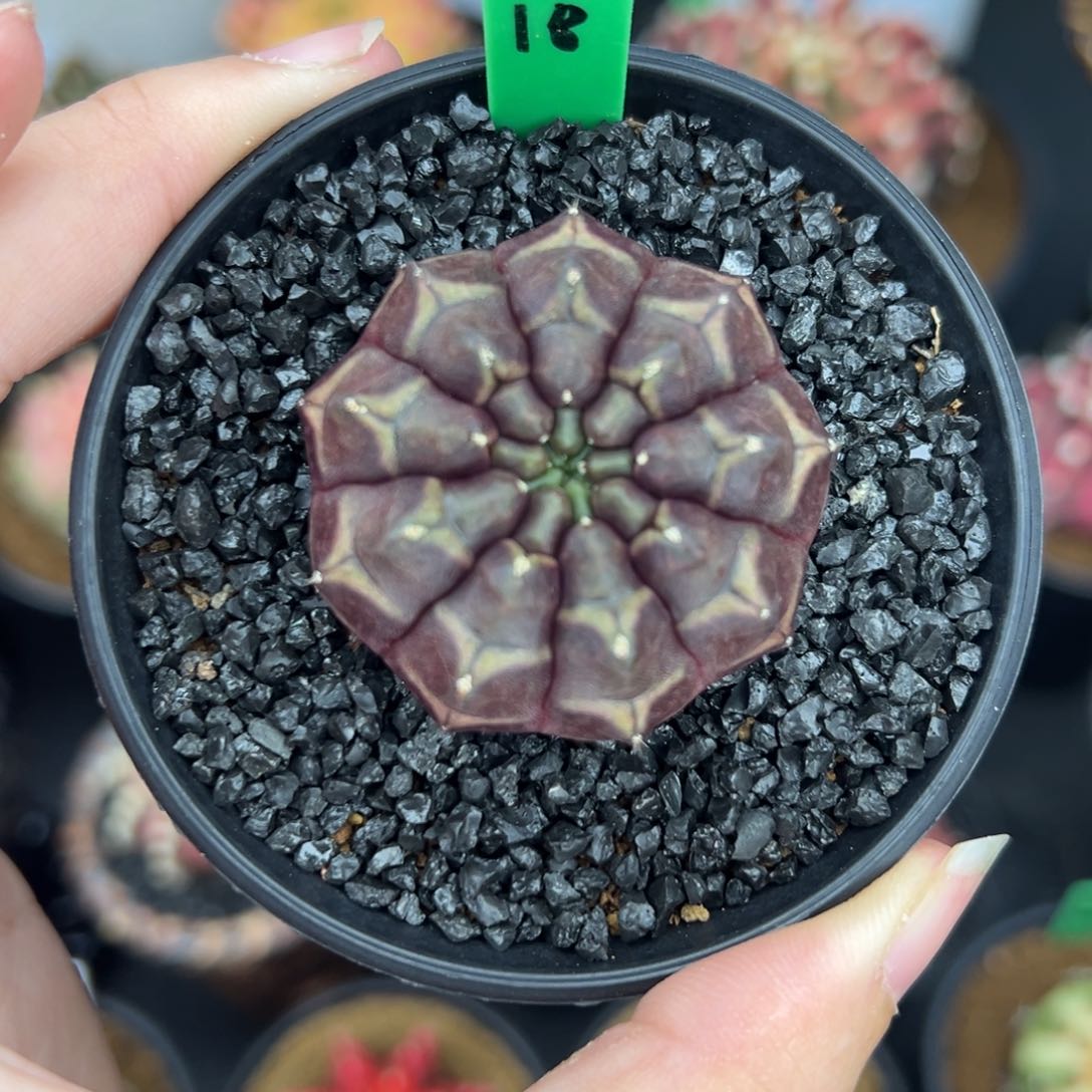 H18实生梦想，带盆土发货