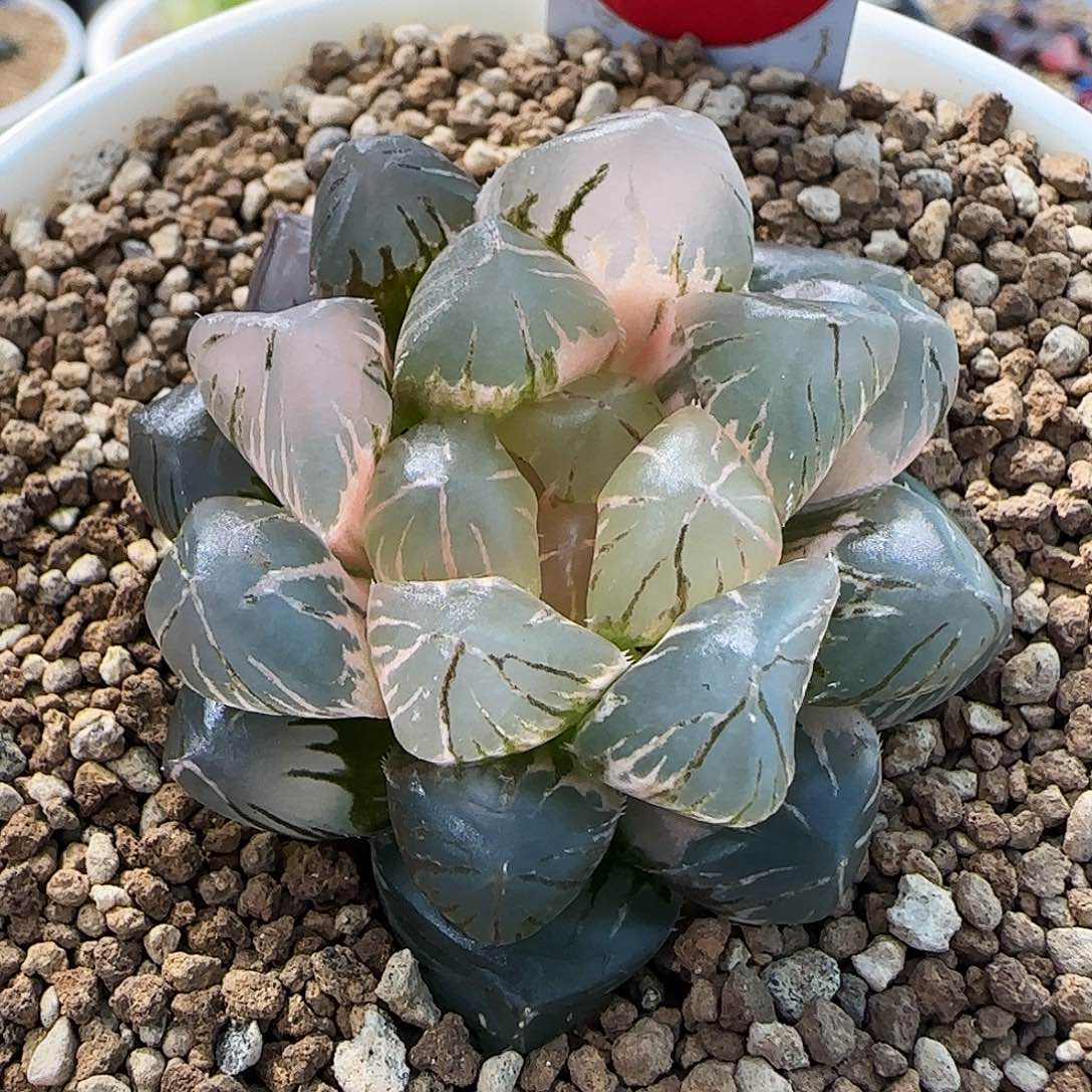 415号OM玉露锦4.8左右一物一拍带盆土