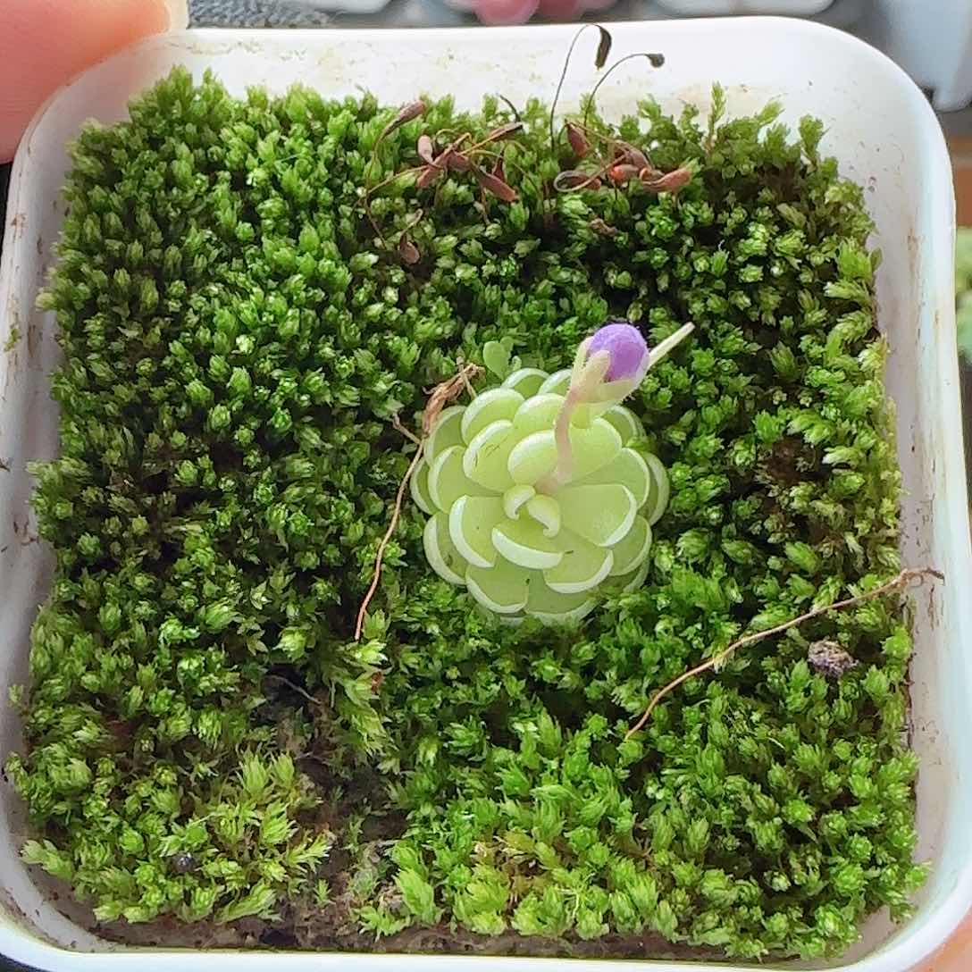 多肉0719-35爱丽丝捕虫堇