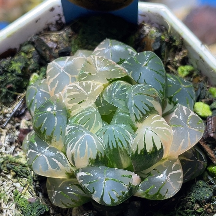 575卜卜紫锦特选福利