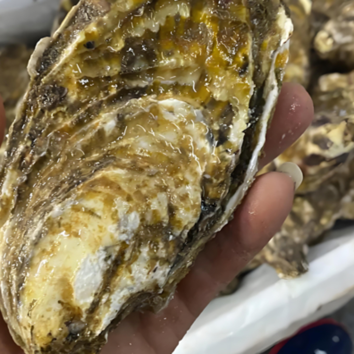 生蚝4两+【福泉海鲜预定】
