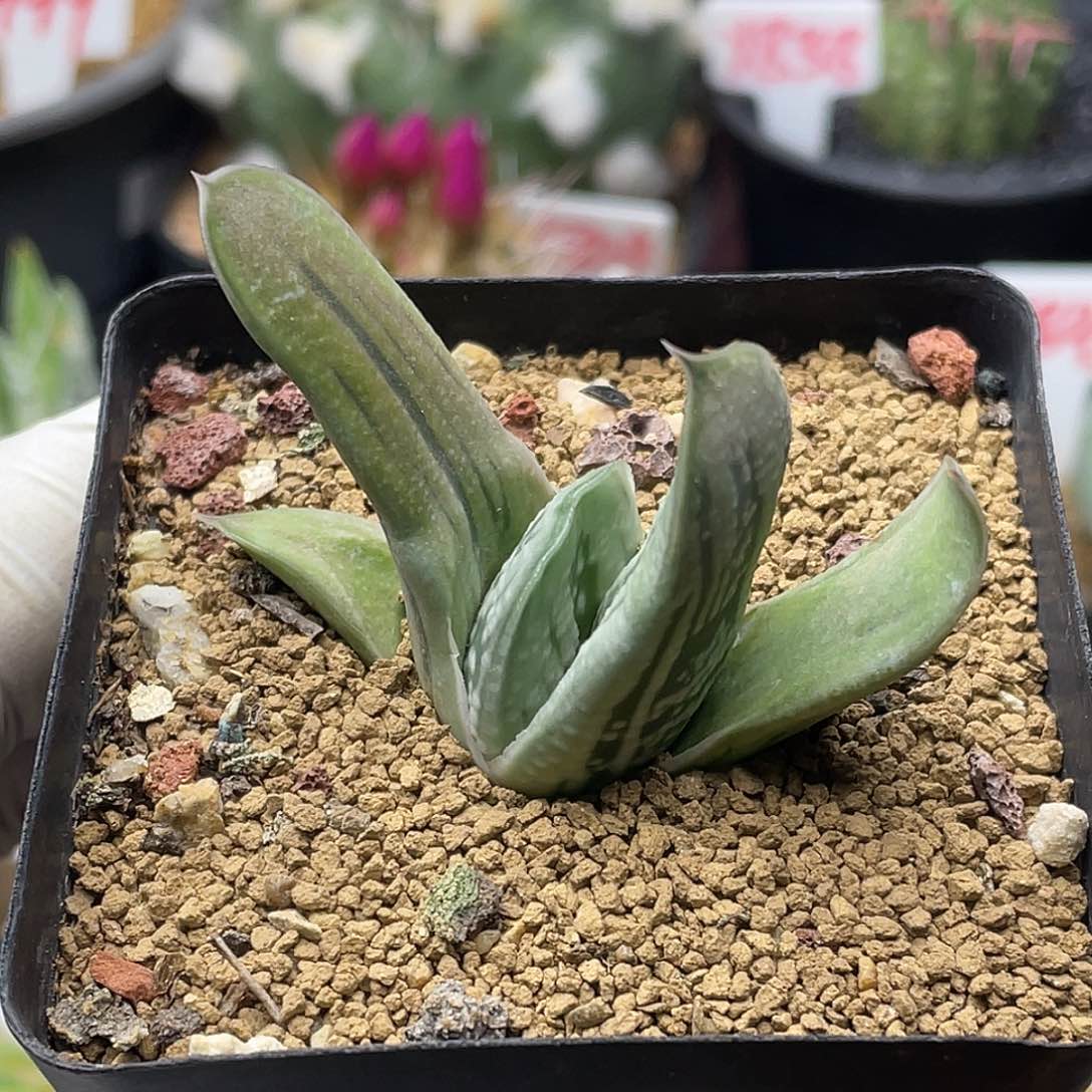 实生绿冰卧牛 致远多肉