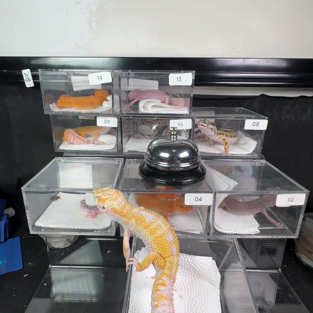 豹纹守宫白黄暴龙弟弟