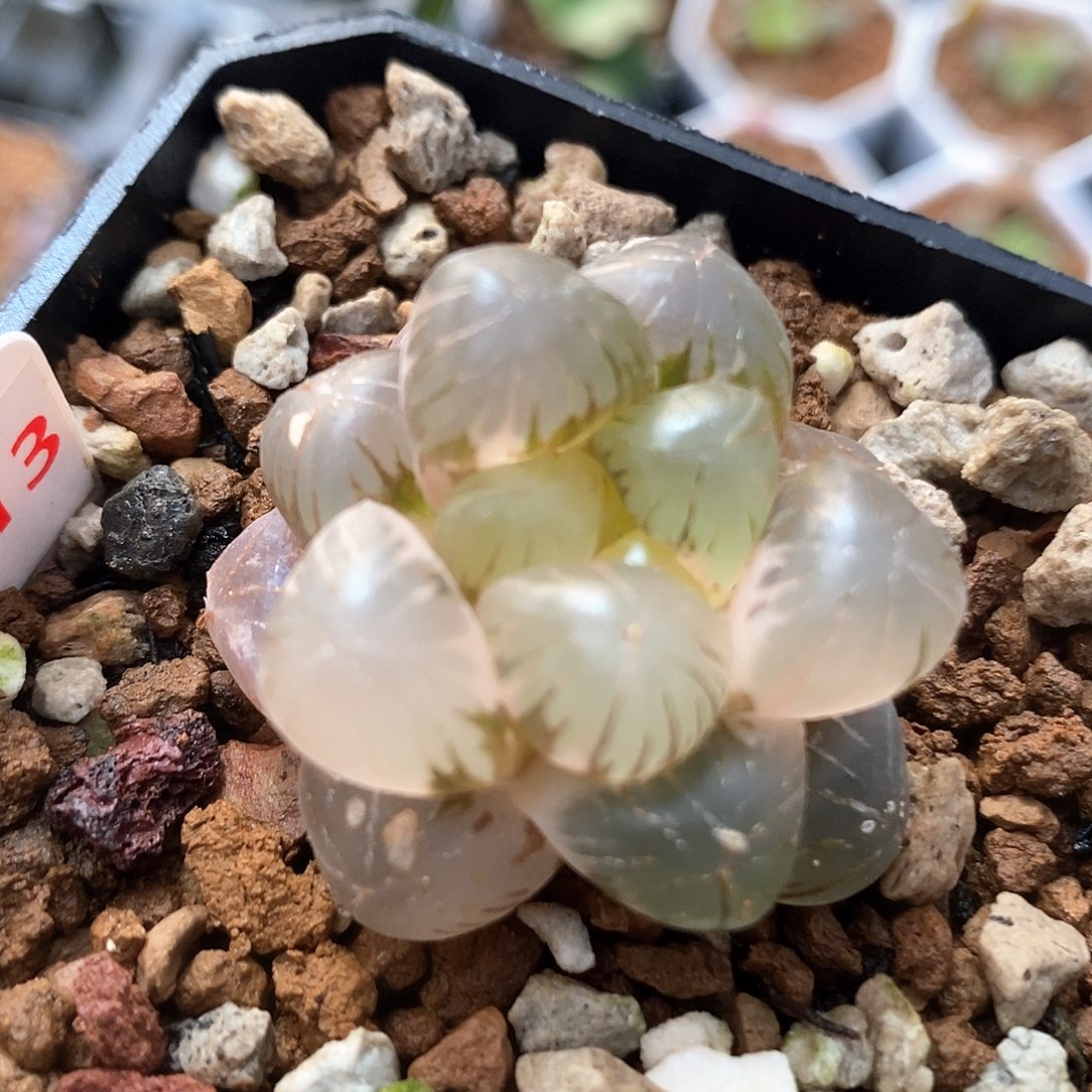 红陶413号继姬玉露锦一物一拍