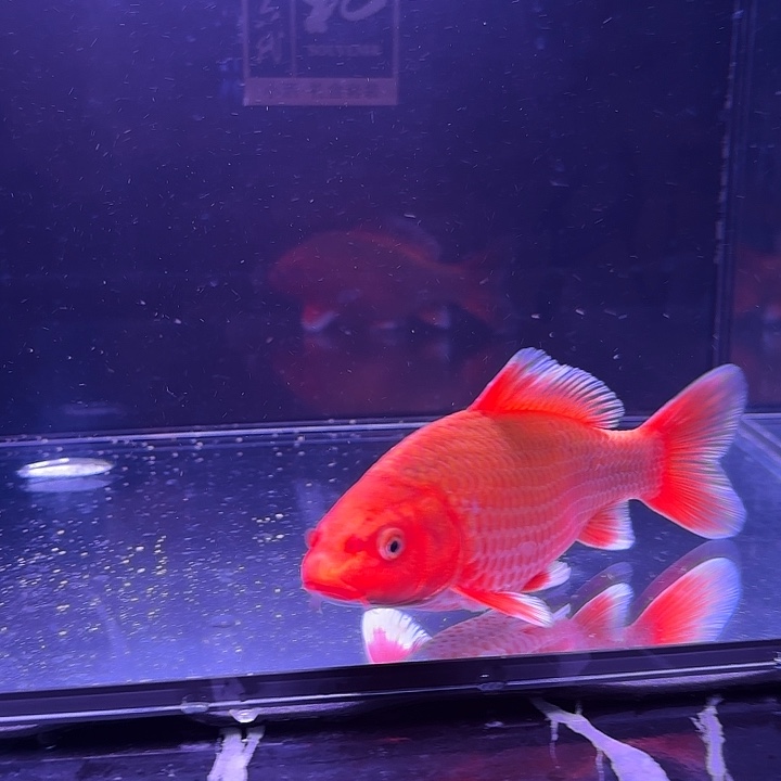 A***r蝴蝶鲤鱼13号蝴蝶鲤