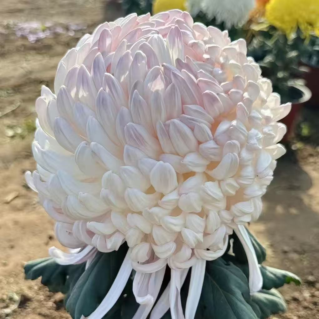【花苞发货】[国华初樱]九月菊花苗大型花好养护简单耐寒耐旱