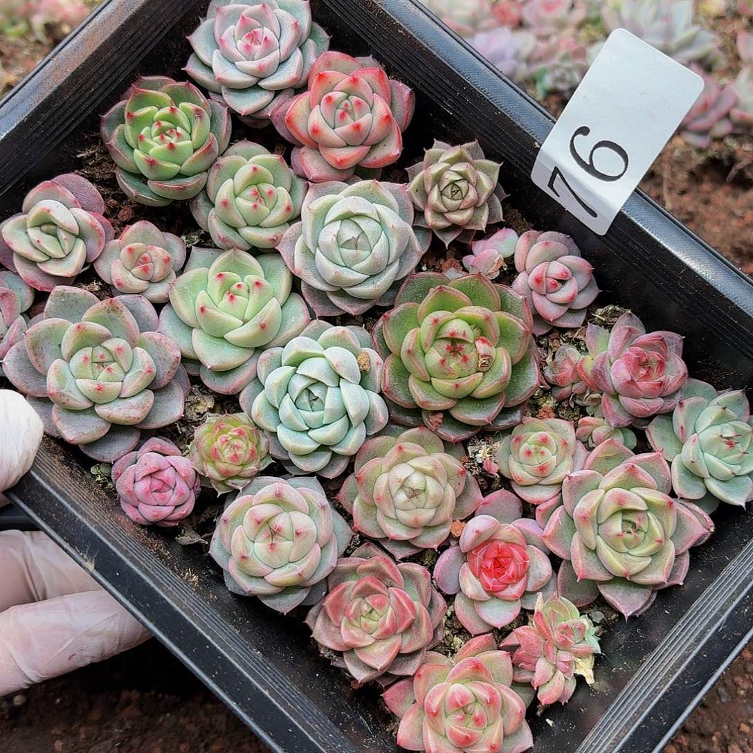 多肉植物多肉植物76