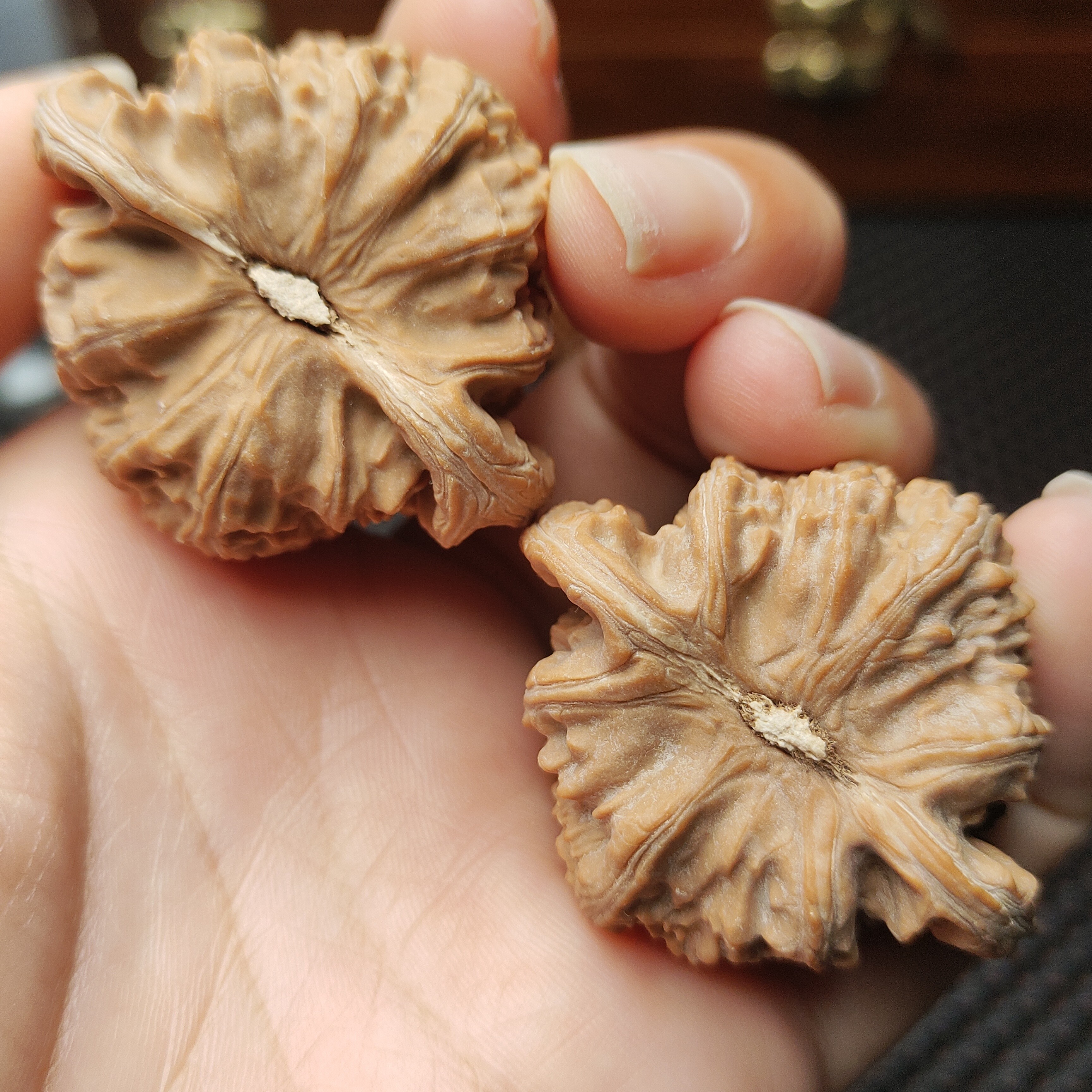 文玩核桃44尺寸全品三角白